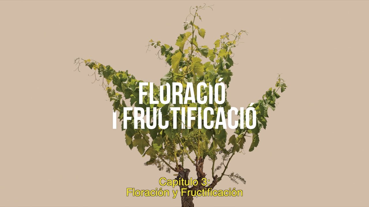 EL CICLE VEGETATIU DE LA VINYA (Part 3 de 6)