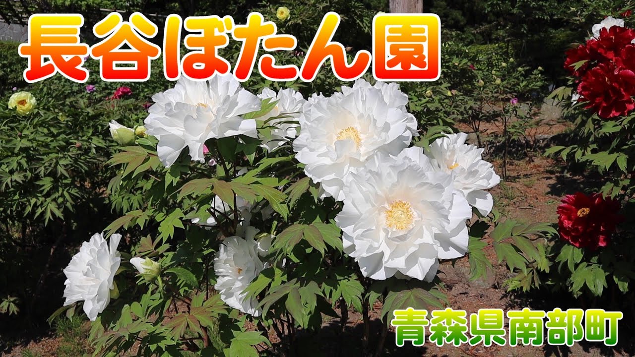 【青森県南部町】「長谷ぼたん園」130種8,000本の牡丹