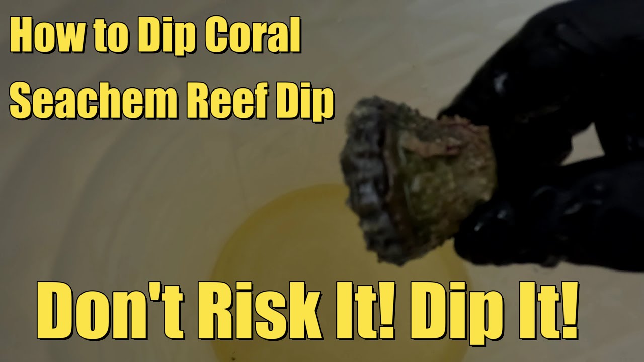 How to Dip Coral - Don't Risk It! Dip It! | Safeguard Your Corals