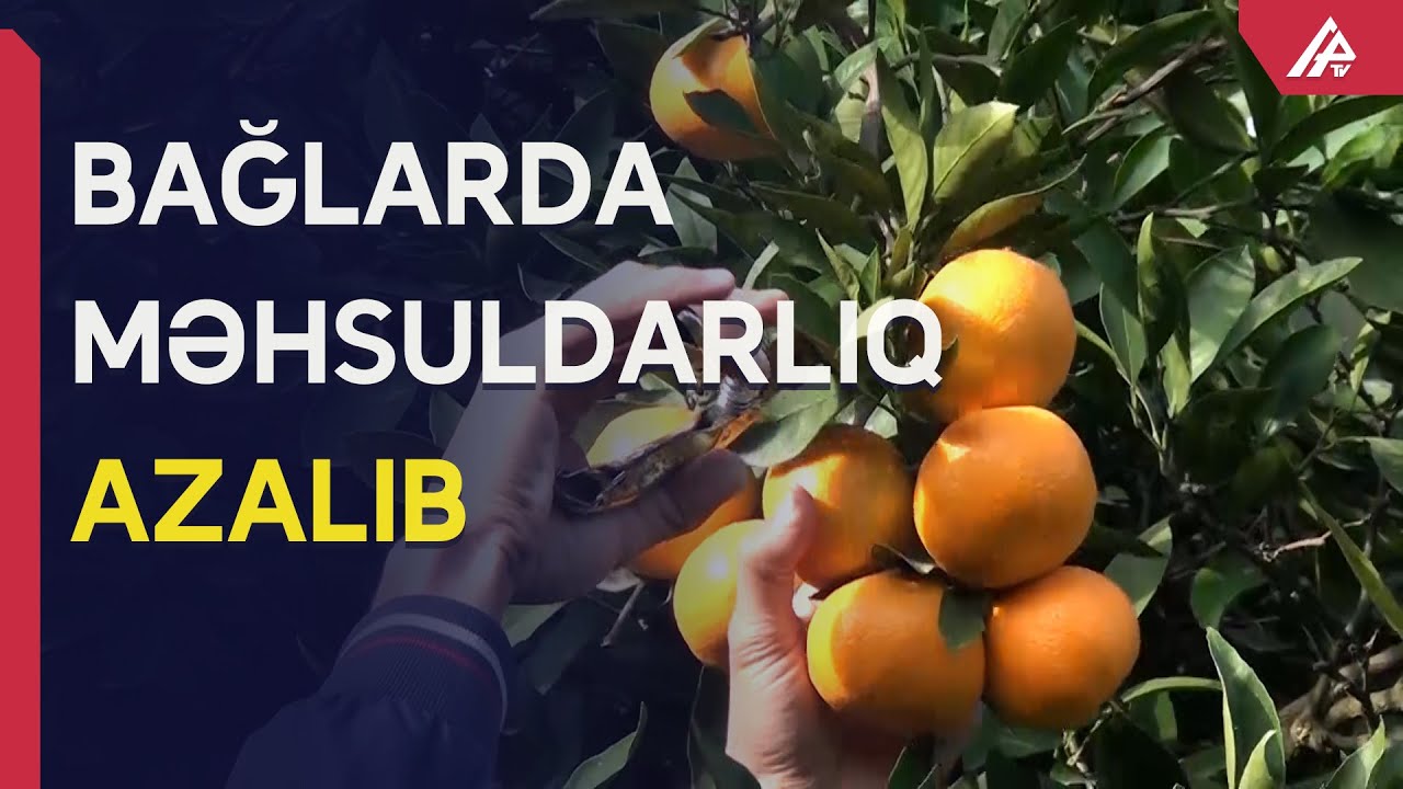 Astarada naringi yığımına start verildi