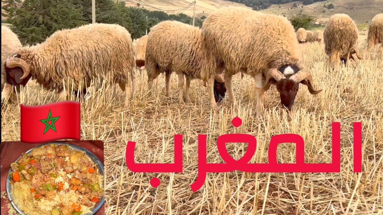 ( 294 ) رحلة المغرب وطبخة مقلوبة الدجاج 4/7/2025 الجزء 37