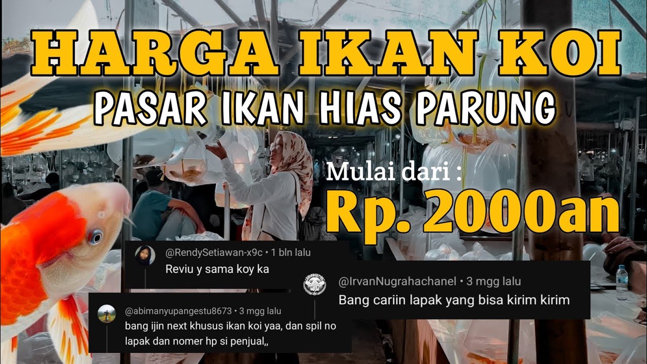REVIEW HARGA IKAN KOI DI PASAR IKAN HIAS PARUNG