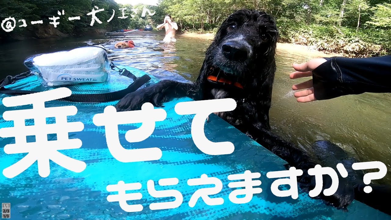 泳ぎの下手なアザラシちゃんを乗せて＠コーギー犬ノエさんちと初SUP！