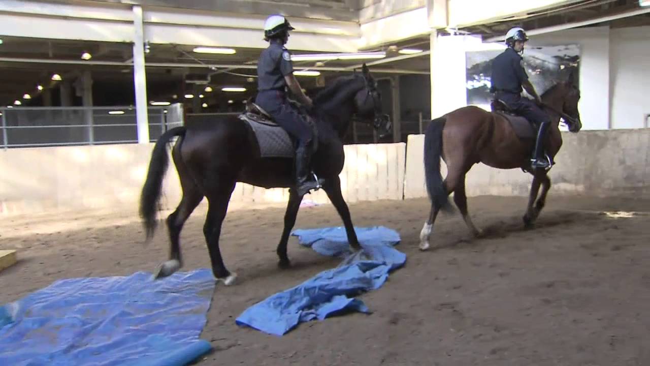 Riding with the Toronto Police Mounted Unit