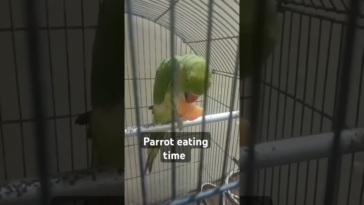 Parrot eating orange time #parrot #cute #birds #parrottalking #reels #foryou #shorts #trending