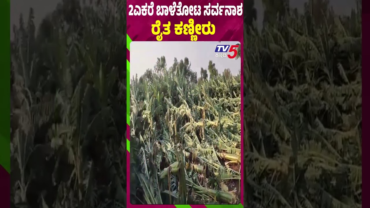 2ಎಕರೆ ಬಾಳೆತೋಟ ಸರ್ವನಾಶ ರೈತ ಕಣ್ಣೀರು | Heavy Rain Effect Banana Crop Destroyed In Chitradurga