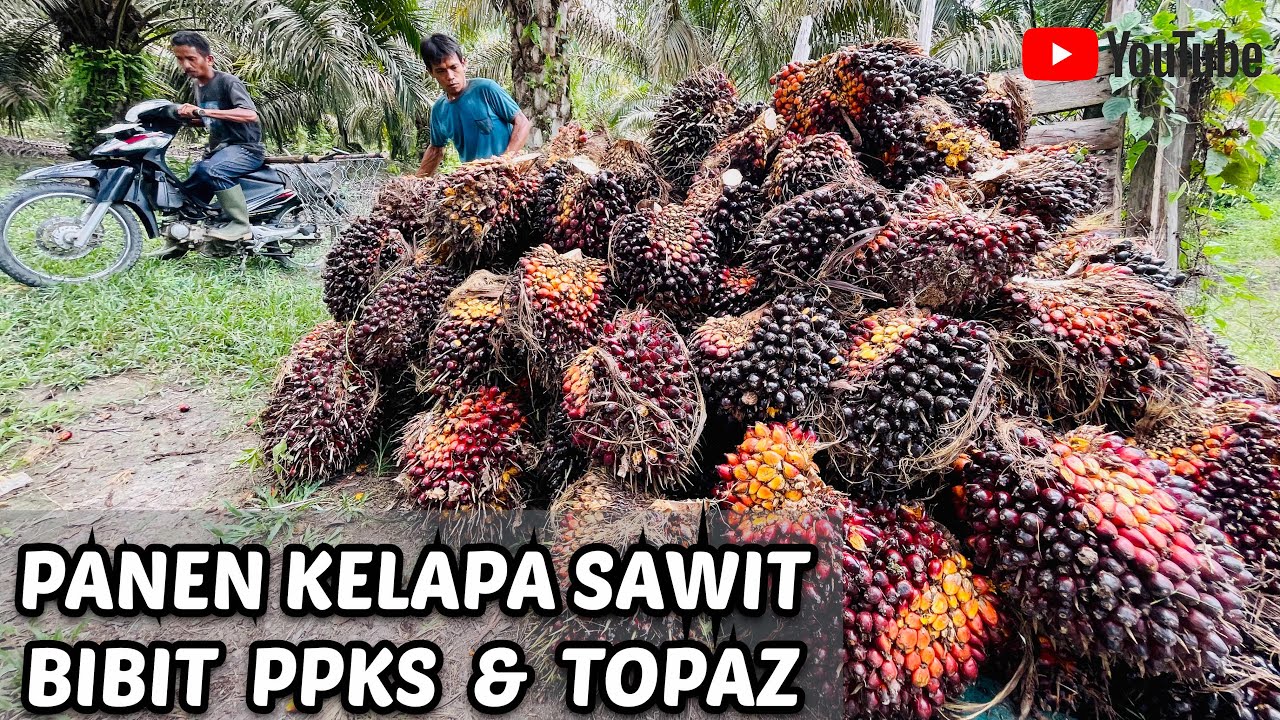 PANEN KELAPA SAWIT‼️BIBIT PPKS MAREHAT & TOPAZ 3||SAWIT BIBIT UNGGUL-ENCIK JUNIANTO CHANNEL