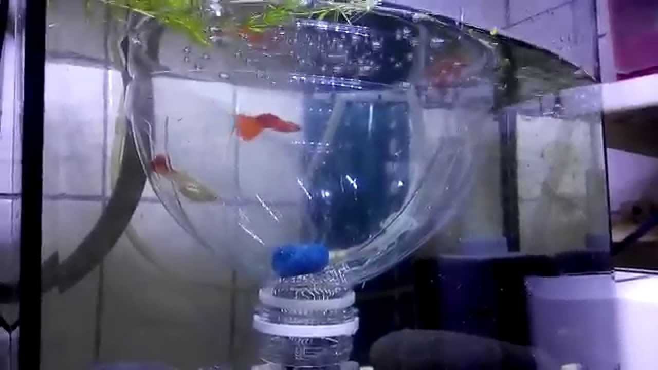Diy孔雀魚隔離產房