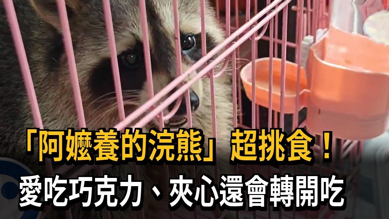 阿嬤養的？　浣熊愛吃巧克力「胖到20kg」　疑遭飼主棄養－民視新聞