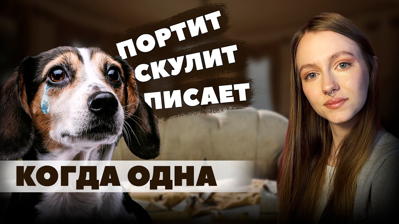СХЕМА что делать, если собака не может оставаться одна