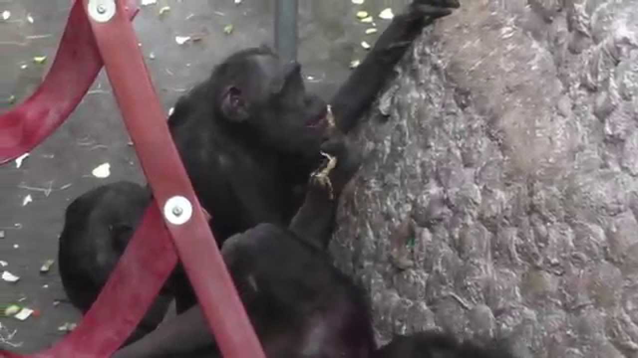 We Love Monkey World