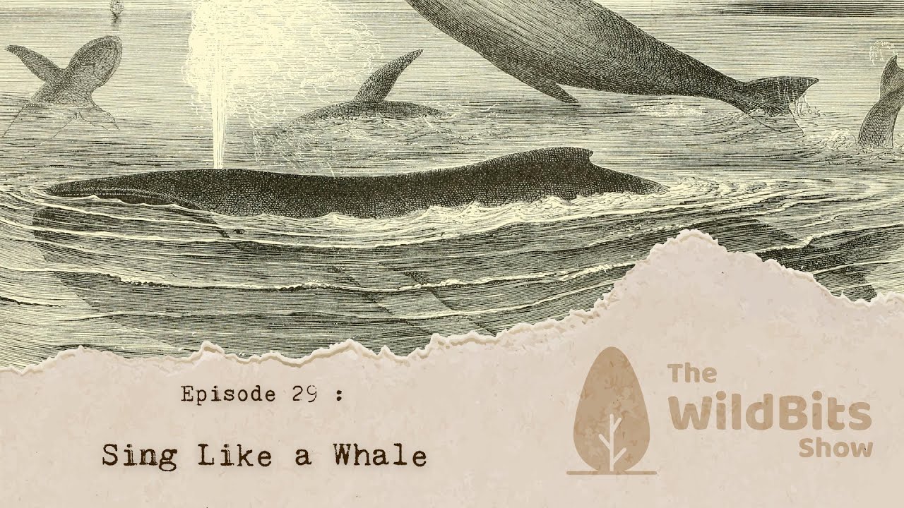 Sing Like a Whale - The Wild Bits Show ​​January 25, 2026