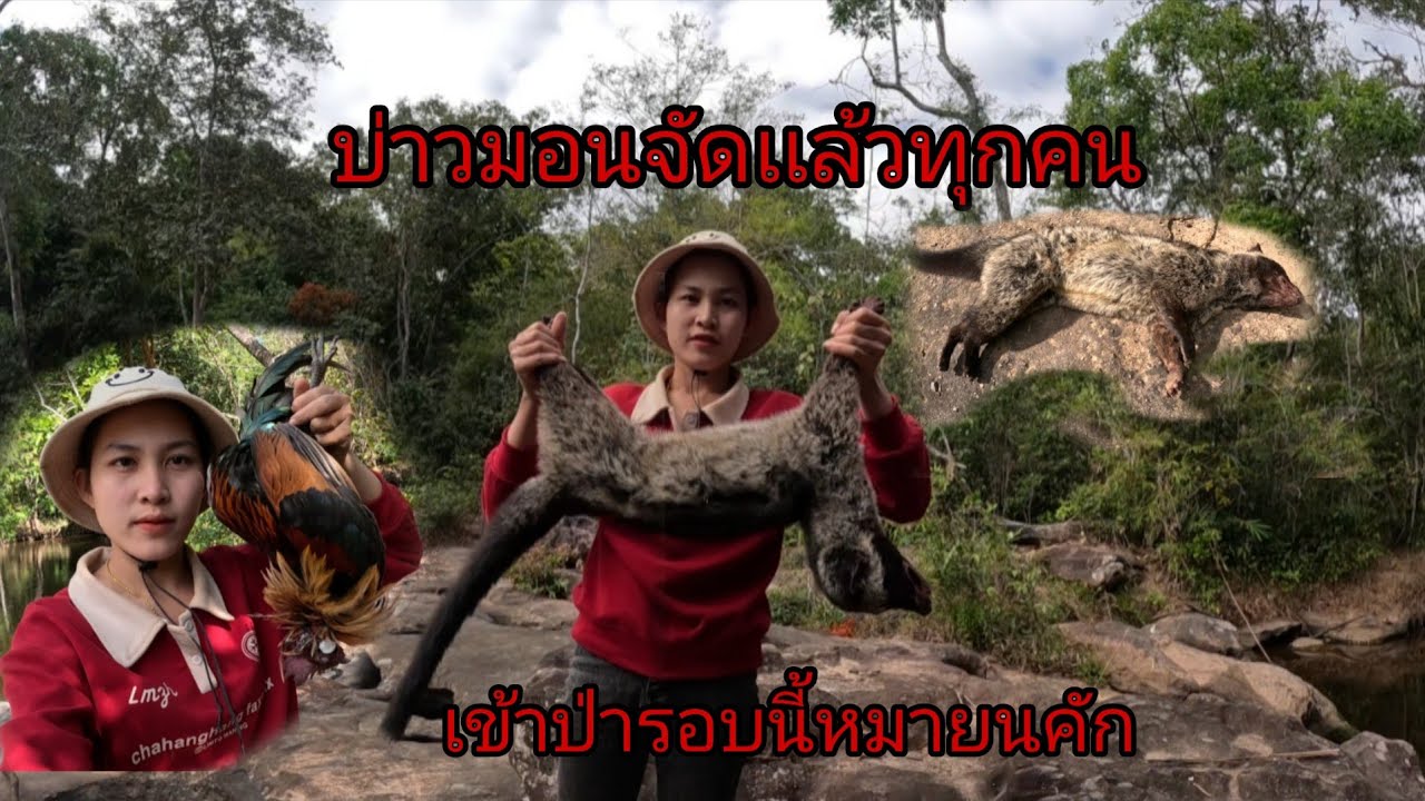 บ่าวมอนจัดอีกเเล้ว2เเต้มมื้อนี้😲😲/ບ່າວມອນຈັດອີ່ຫັນຕົວໃຫຍ່2 กุมภาพันธ์ ค.ศ. 2026