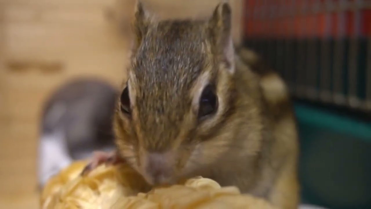 シマリス『ゆき』『陽翔』