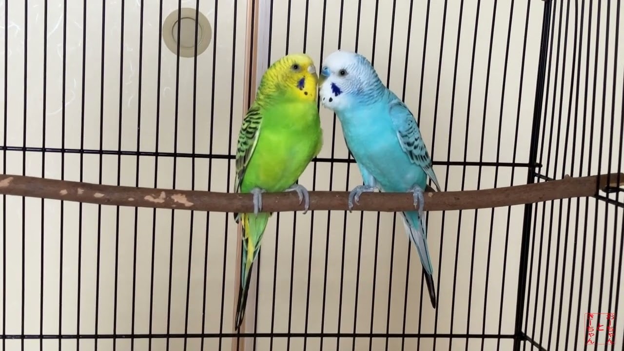 我が家のインコ　おーちゃんときーちゃん(149)　以心伝心のインコ。