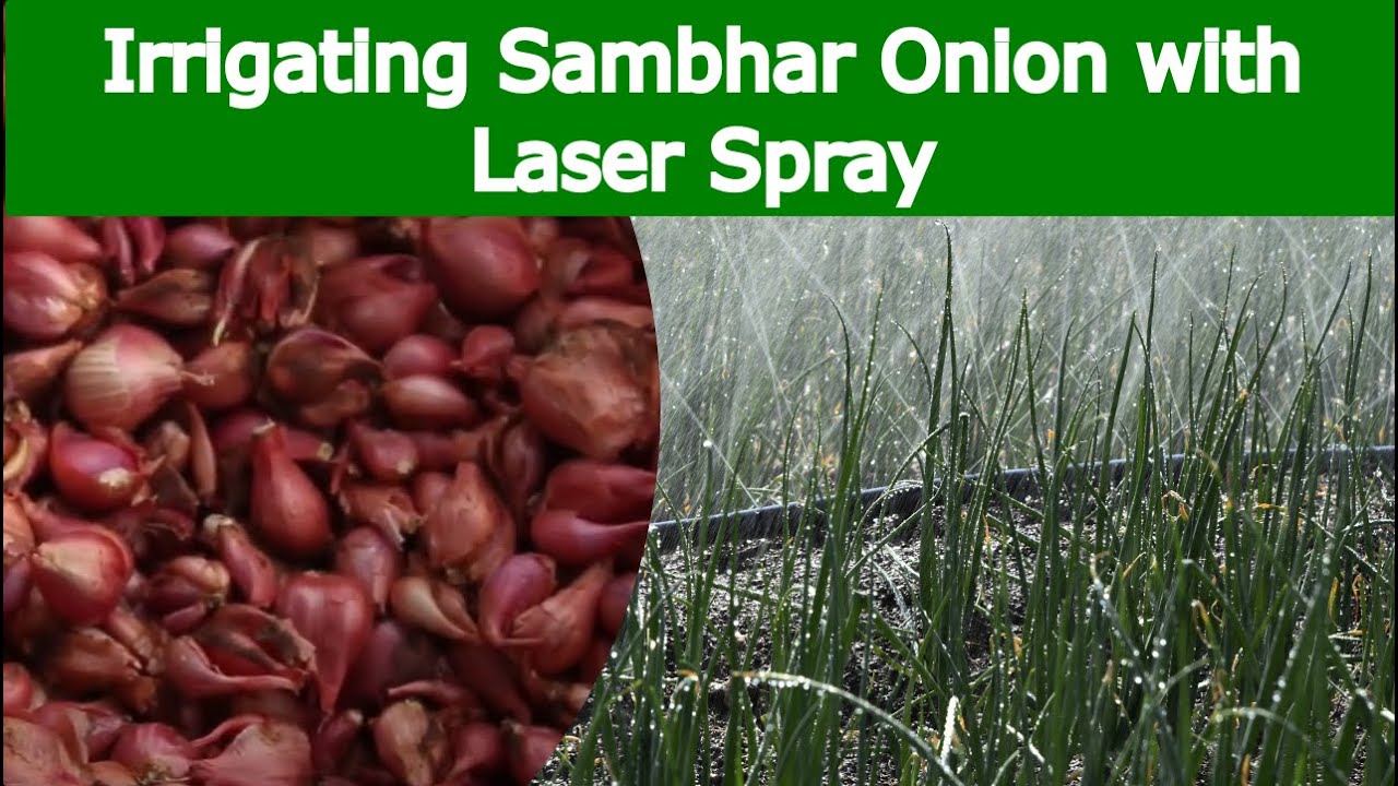 SAMBHAR ONION – Irrigation with 'Laser Spray (Rain Pipe / Rain Hose) #rainpipe #rainhose #irrigation