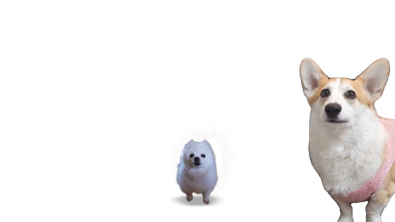 World's Smallest Violin 강아지 리믹스 (Gabe the Dog Cover)