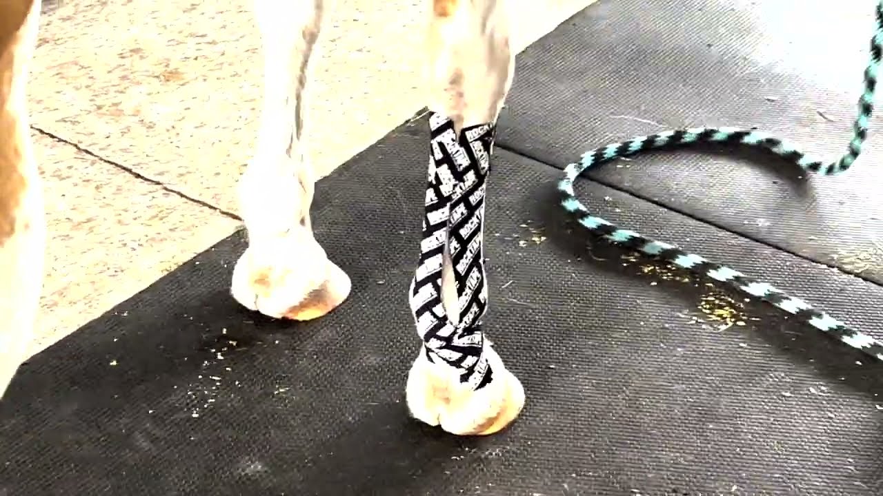 Equine Lower Leg Support Taping