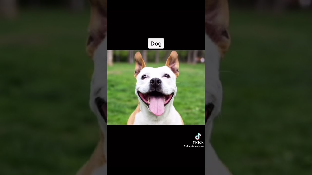 How animals see the world😳 | (TikTok Compilation) #shorts