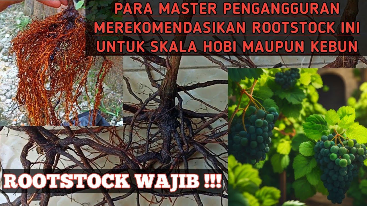 Review Akar Rootstock Anggur di tanah Liat Georgikon Ramsey Kober