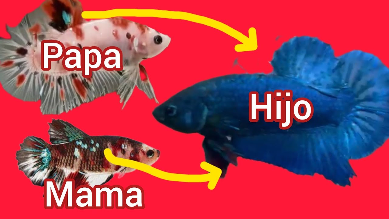 Genética del pez Betta: Como obtener peces de COLOR SOLIDO 