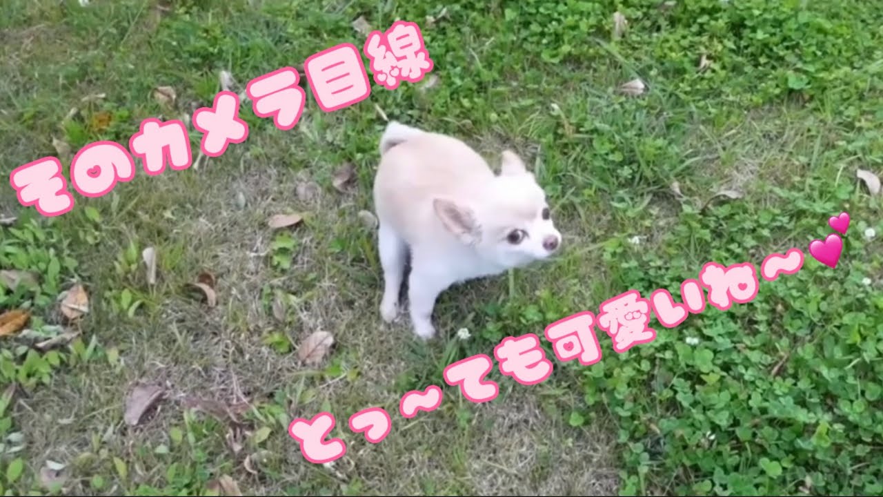【可愛さ満開】お庭での可愛い行動を切り抜き💕