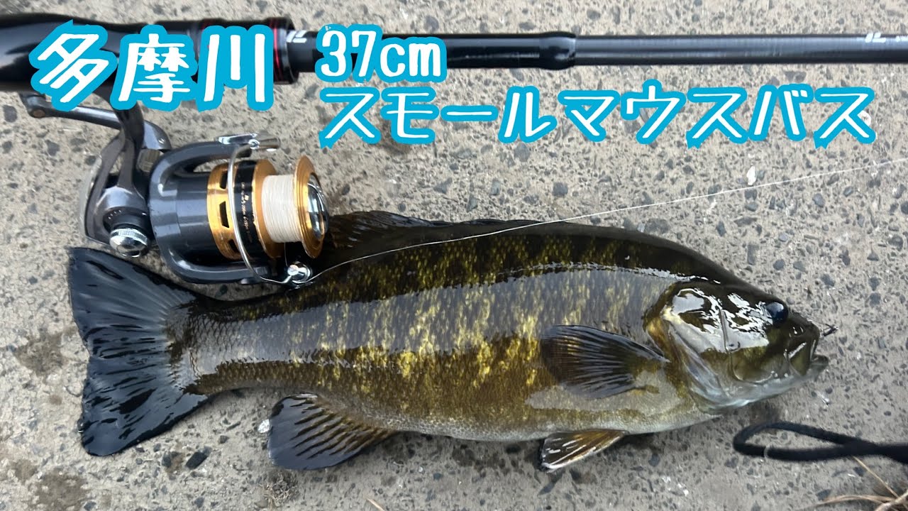 【1月 冬 多摩川】 37cmスモールマウスバスが釣れた..!