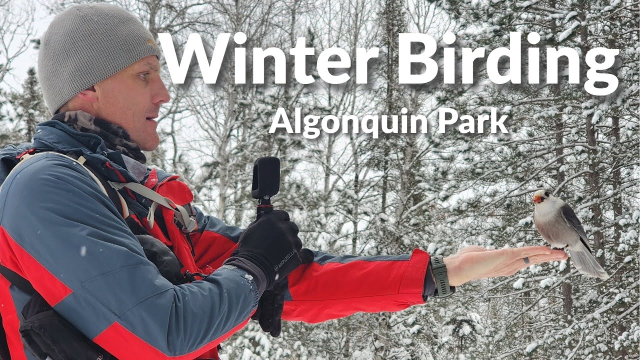 Algonquin Park Winter Birding with Buffalo Audubon