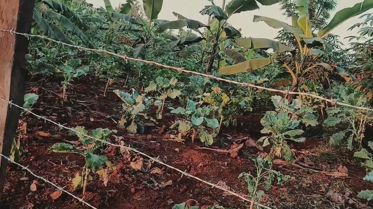 Food security in an African landlocked country