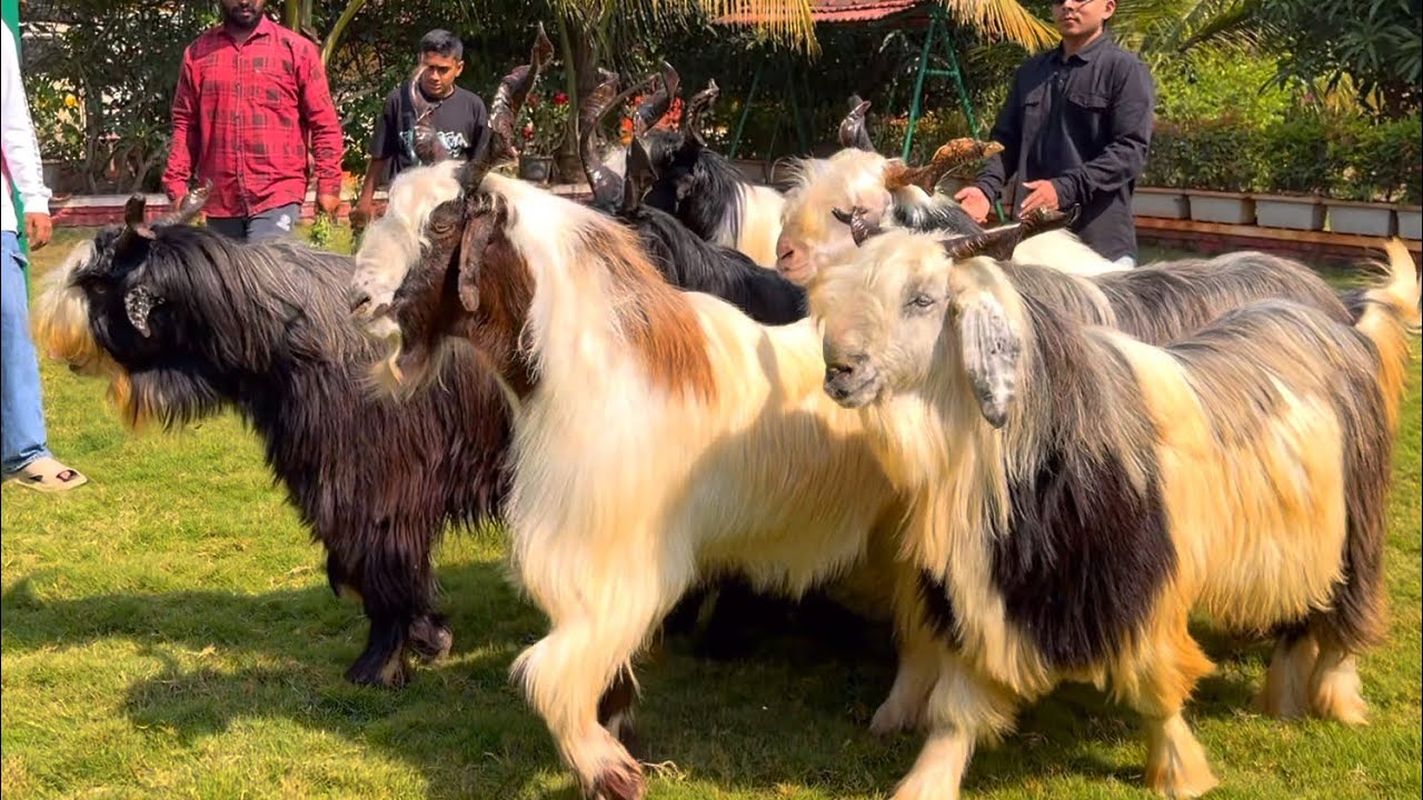 The Most Beautiful Kashmiri Goats In Maharashtra at Hira Agro & Goat Farm Junnar