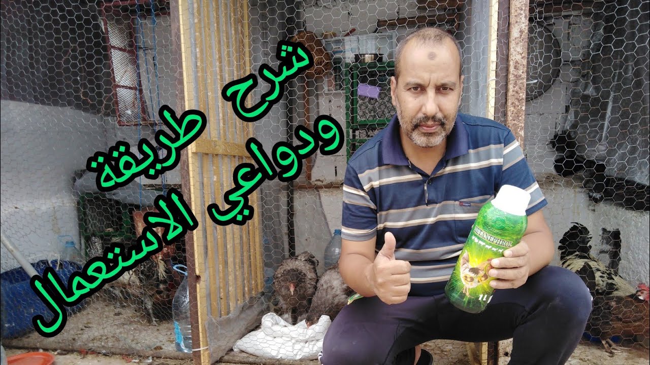 تربية الدجاج البلدي تقديم مضاد سموم betanephrol وشرح طرقة الاستعمال