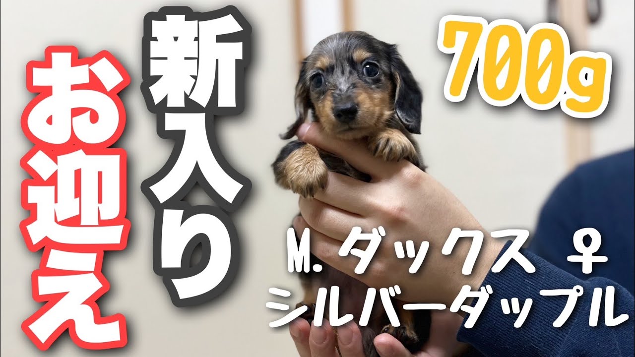 【お迎え】極小！？新しくミニチュアダックスをお迎えしました!!【チワポメ/カニンヘンダックス】