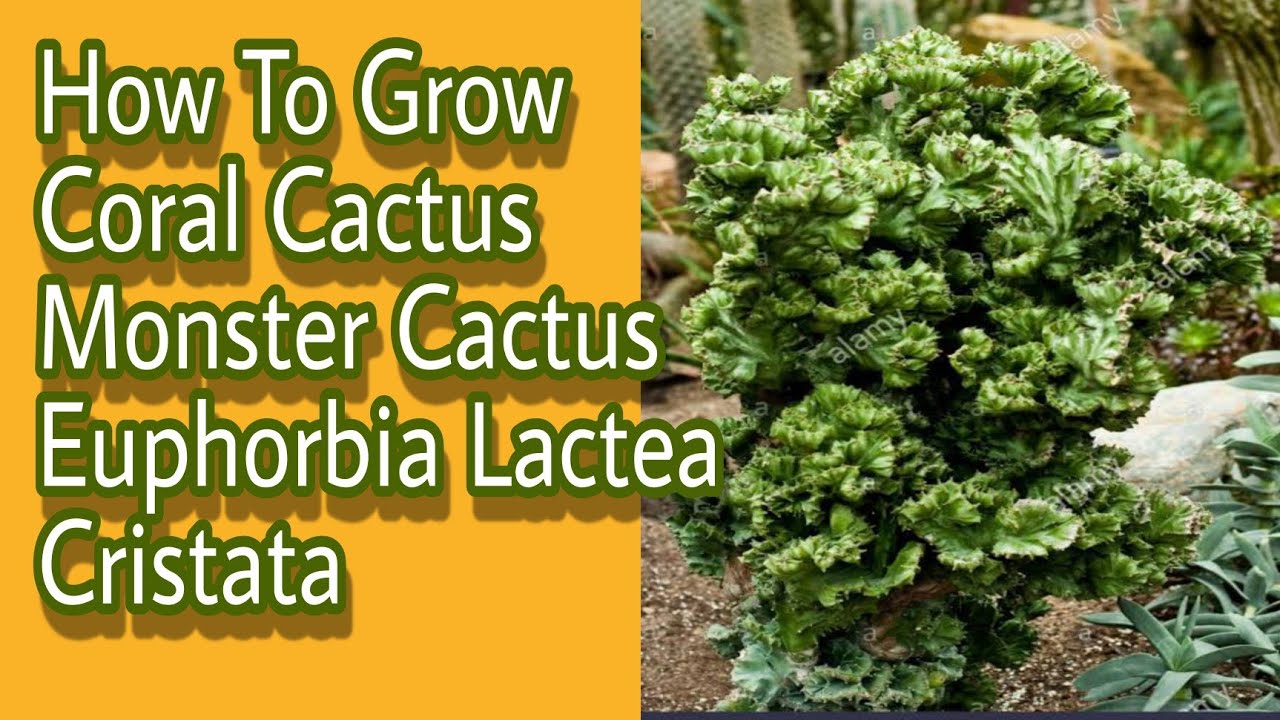 How To Grow Coral Cactus Monster Cactus |Euphorbia_Lactea_Cristata | Gardening and junk art