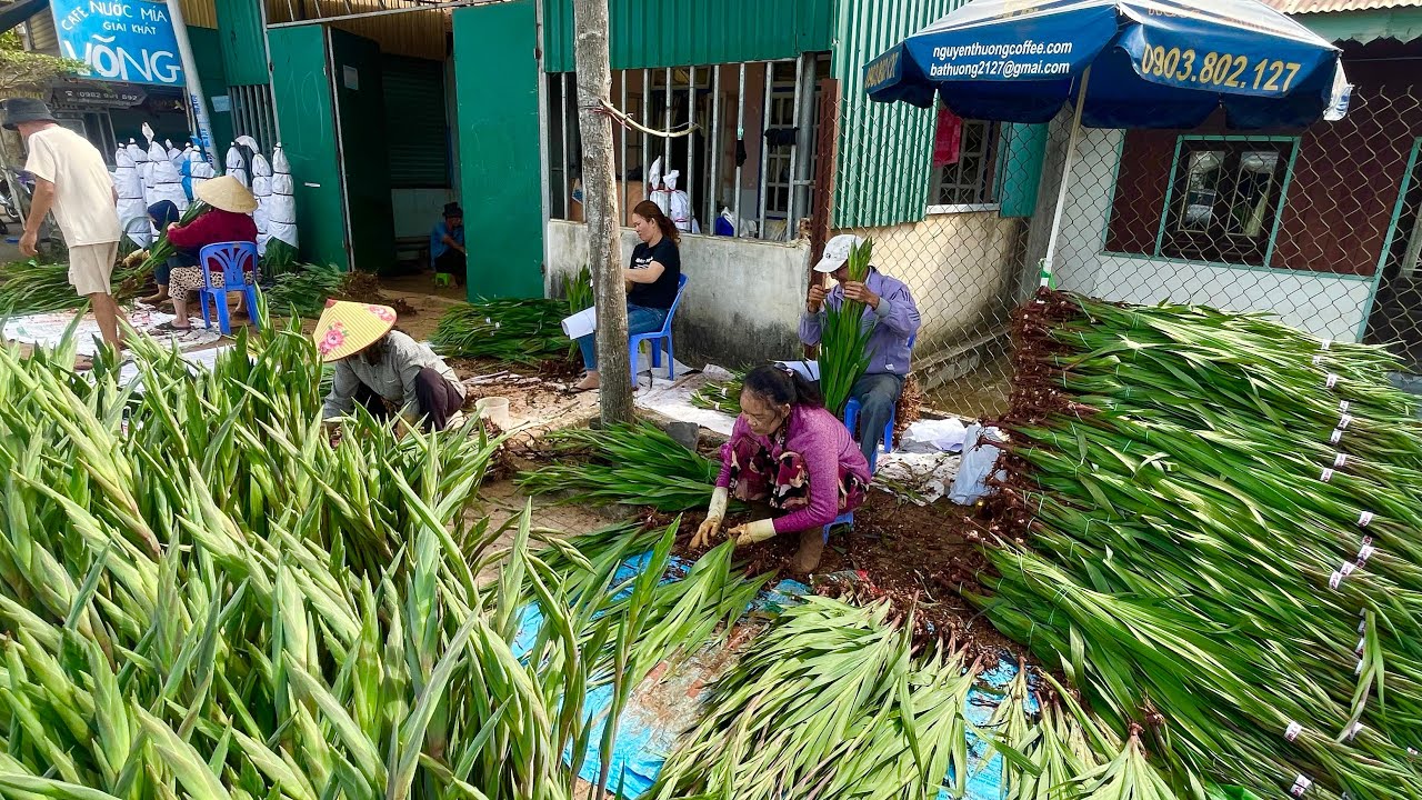 Giá Hoa Lay Ơn Hôm Nay 14/2/2026 Dương, 27 Tháng Chạp,27/12 Âm Lịch tết 2026