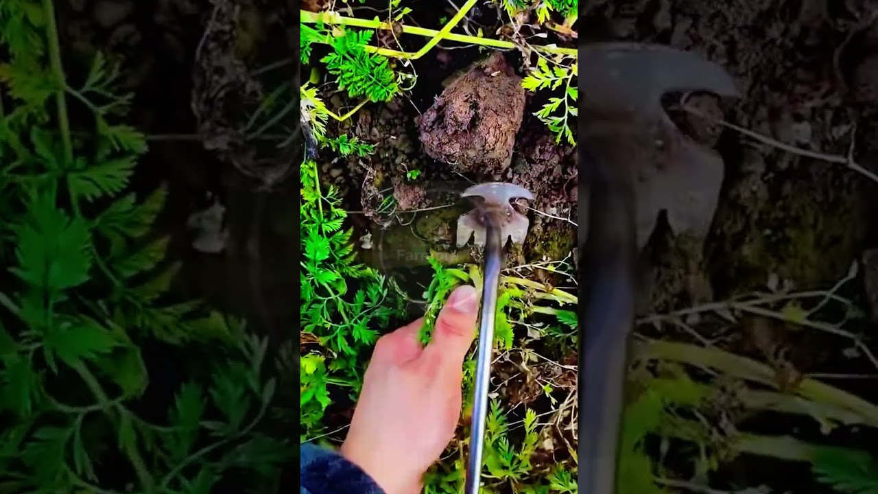 Vibrant Root Reveal! 🥕✨ #farmoratv #nature #asmr