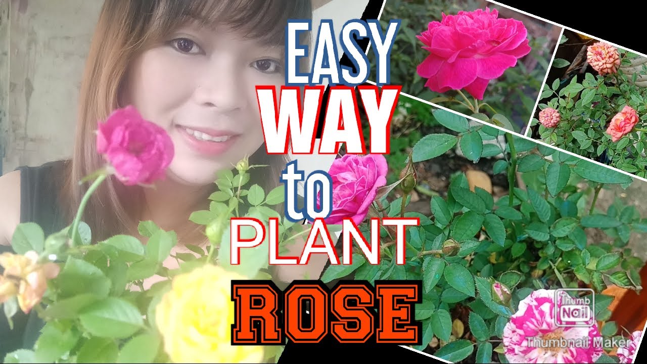 HOW TO GROW ROSE FROM CUTTINGS FAST AND EASY/ TAMA AT MADALING PARAAN SA PAGTANIM NG TANGKAY NG ROSE