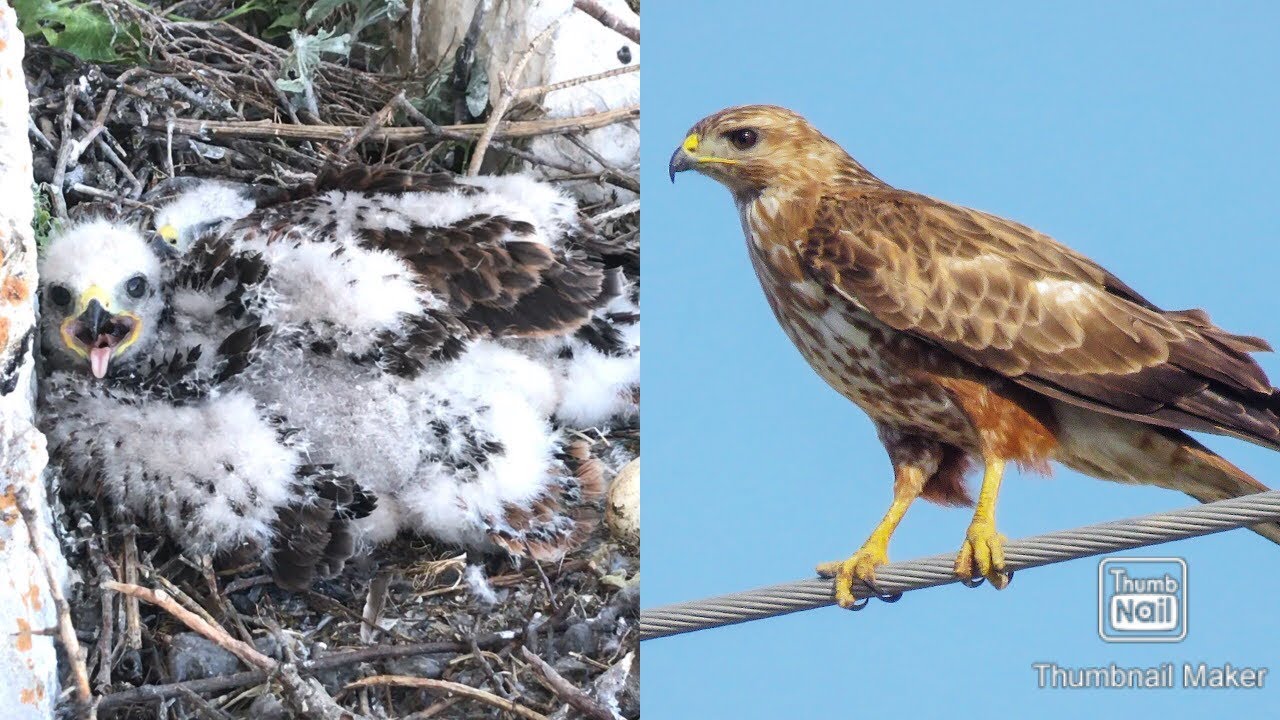 Long Legged Buzzard nest in Lebanon! - Raptors Lebanon