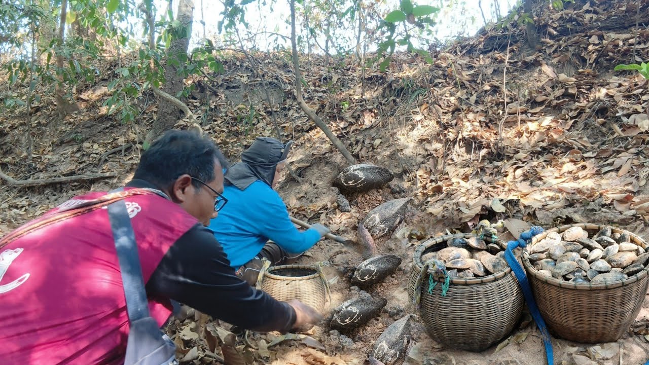 หาขุดหอยกาบจำศีลรอบแรกของปีลงหมายเดียวหมานเป็นถุงปุ๋ยจนได้แกล