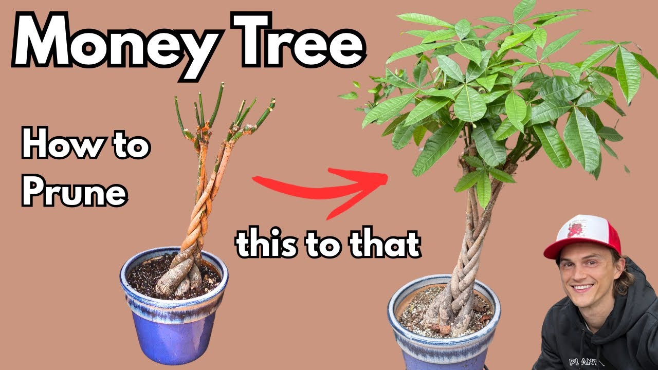 MONEY TREE (Pachira aquatica): How to Prune for a Lush, Bushy Houseplant | Step‑by‑Step Guide
