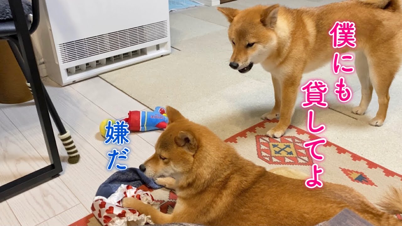 おもちゃが欲しくて喋って訴える柴犬が可愛い