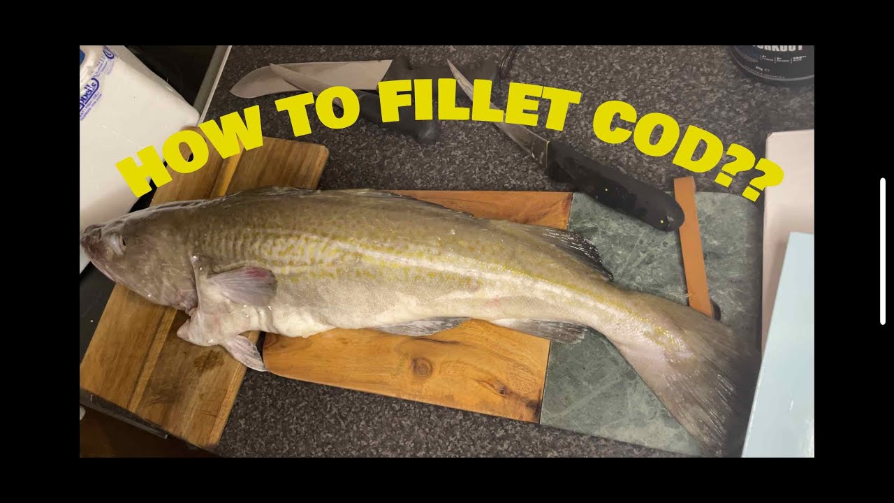 HOW TO FILLET WHOLE COD IN 2024/QUICK AND EASY