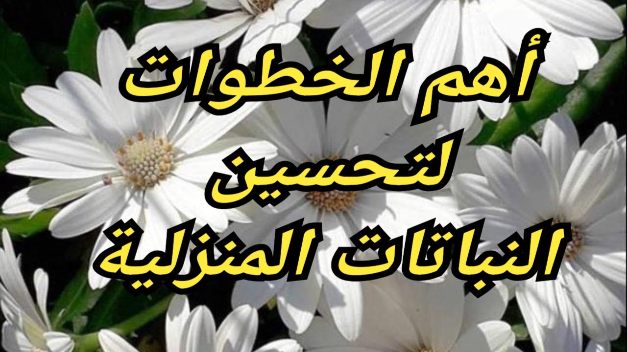 أهم الخطوات  لتحسين  النباتات المنزلية. مشكل  لي يوقع فيها الكثير من  محبي  النباتات المنزلية