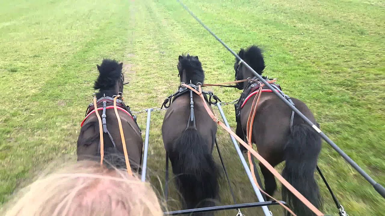 Der Immenhof lebt 2