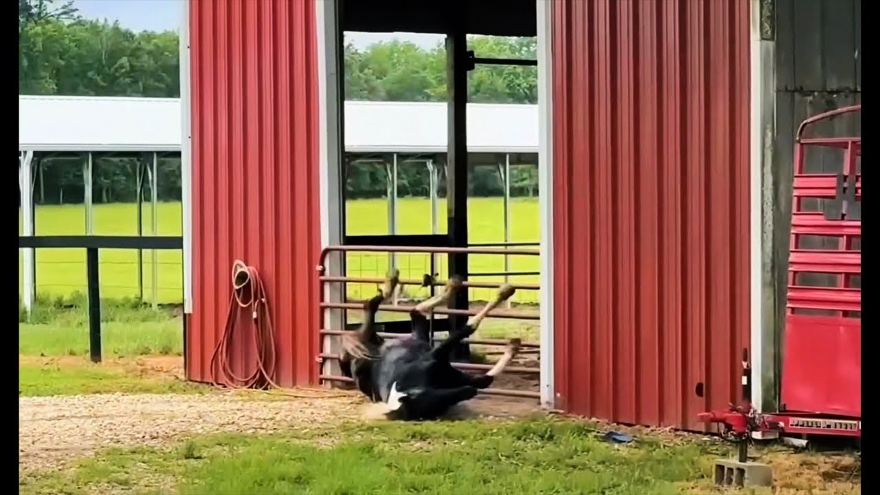 Wednesday Longhorn and Horses