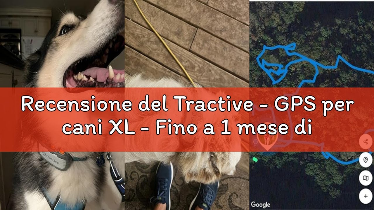 Recensione del Tractive - GPS per cani XL - Fino a 1 mese di autonomia - Localizzazione in tempo rea