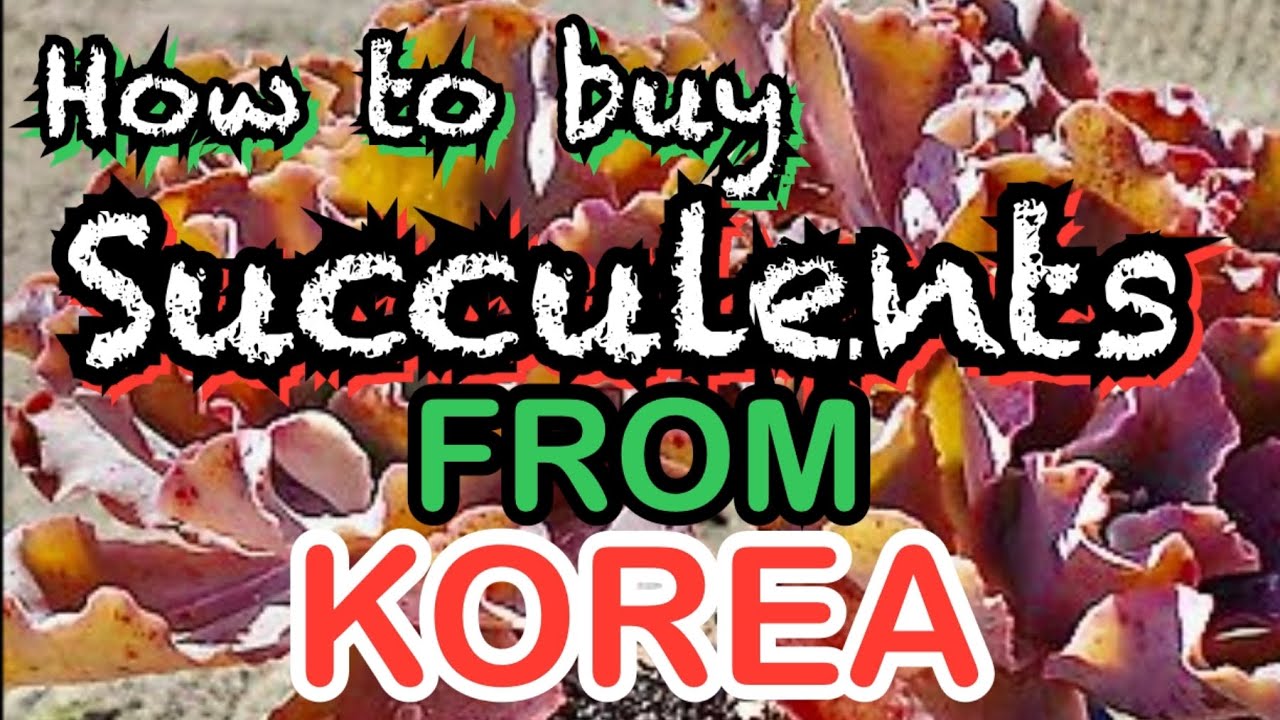 Guide to buying Huge Korean succulents, massive, colorful, variegated cheap how to import shipping