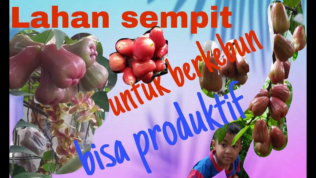Lahan sempit untuk berkebun tanaman produktif
