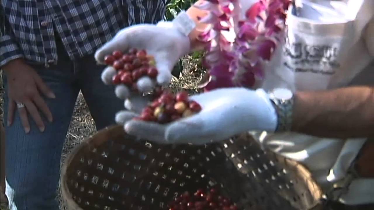 Kona coffee picking contest