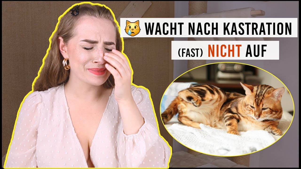 Katze wacht nach Kastration (fast) nicht mehr auf / Storytime / Operation - Tierarzt - Katzen