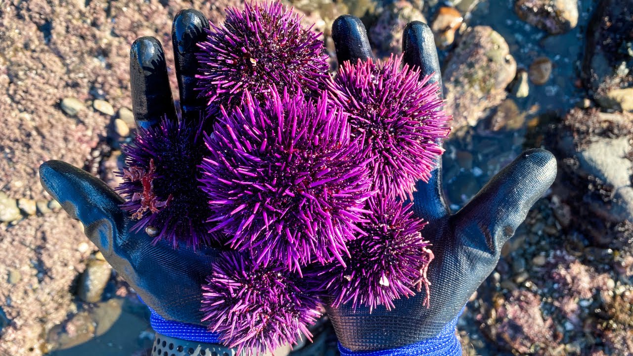 How to Find, Clean and Eat FRESH UNI (Purple Sea Urchin) | Half Moon Bay